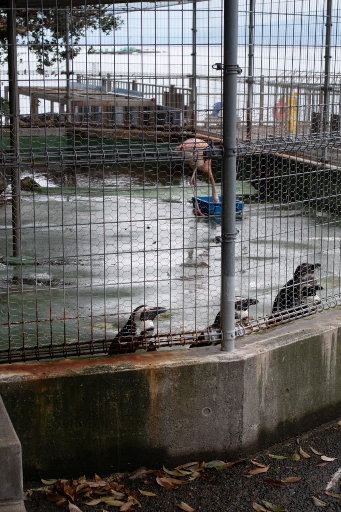 ケープペンギンとフラミンゴ