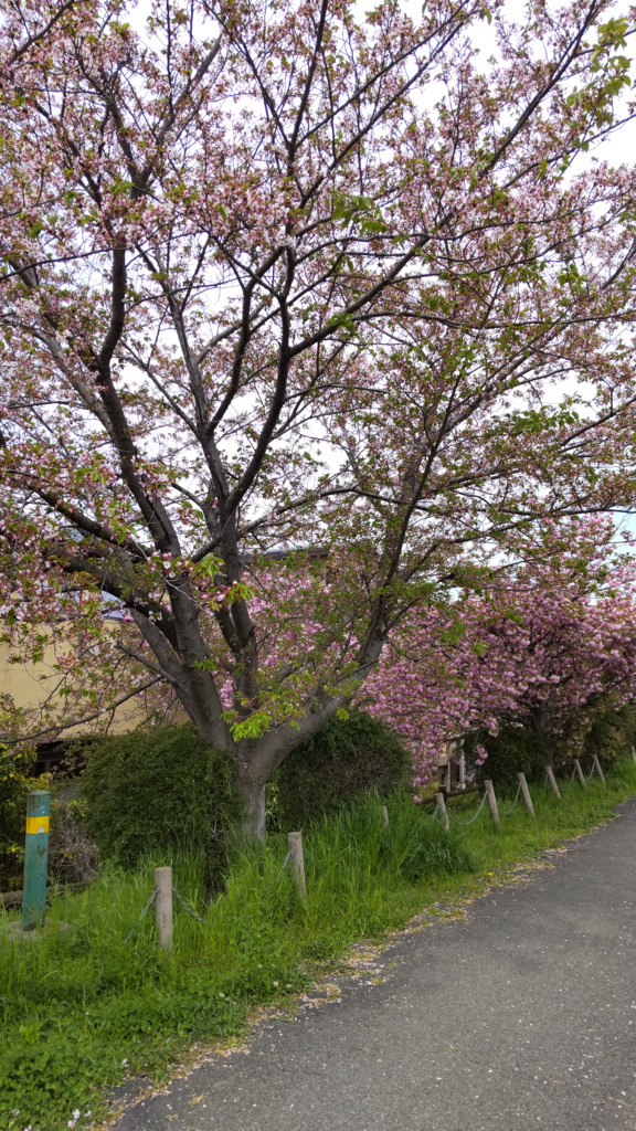 4/15の桜